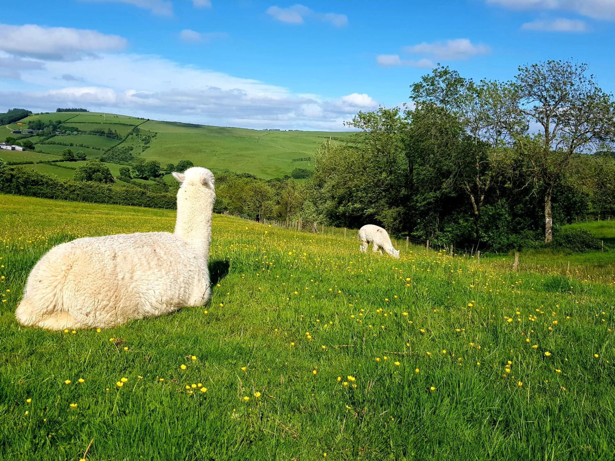 Hobley House Holiday Craven Arms Dış mekan fotoğraf